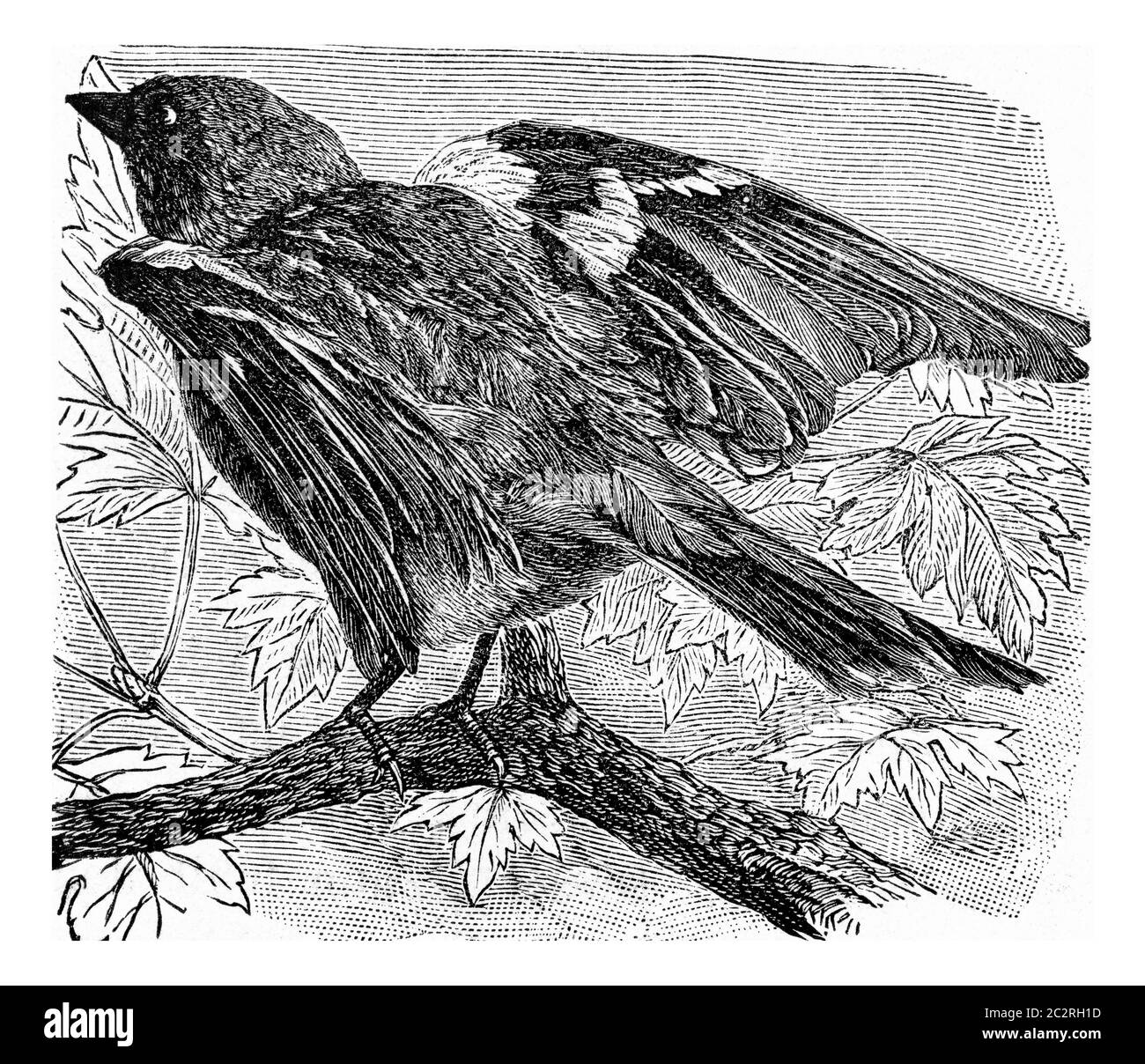 Die Buchfink, Vintage graviert Illustration. Von Deutch Vogel Zoologie. Stockfoto