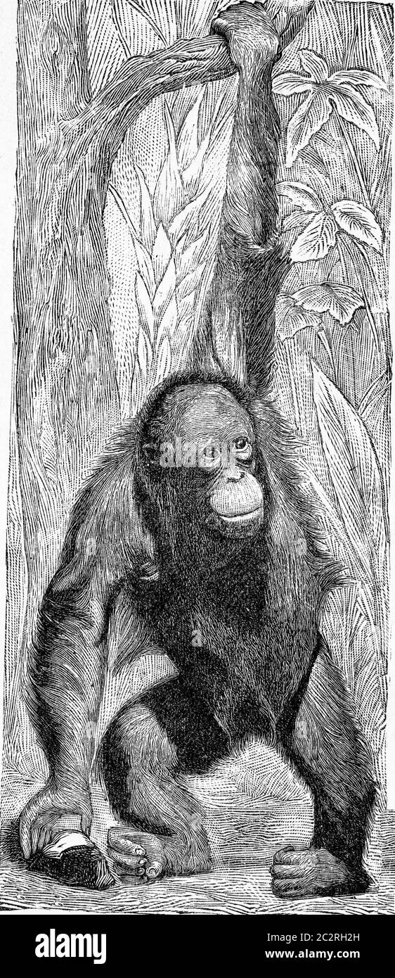 Die Orangutan, Vintage graviert Illustration. Von Deutch Vogel Zoologie. Stockfoto