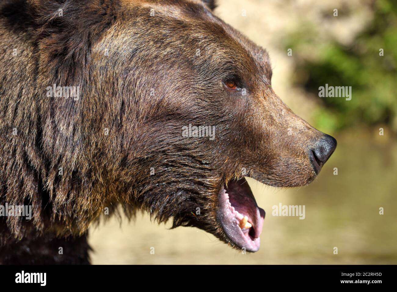 Braunbär Porträt. Seitenansicht des Bärengesichts. Brüllend eine Warnung Stockfoto