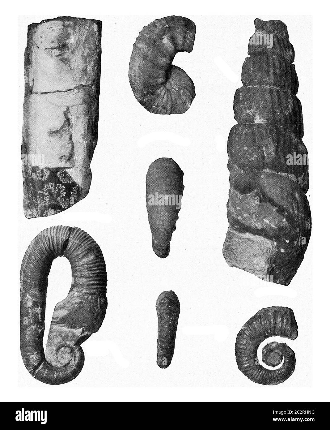Accessoire Formen der Ammoniten der Kreidezeit, Vintage gravierte Illustration. Aus dem Universum und der Menschheit, 1910. Stockfoto