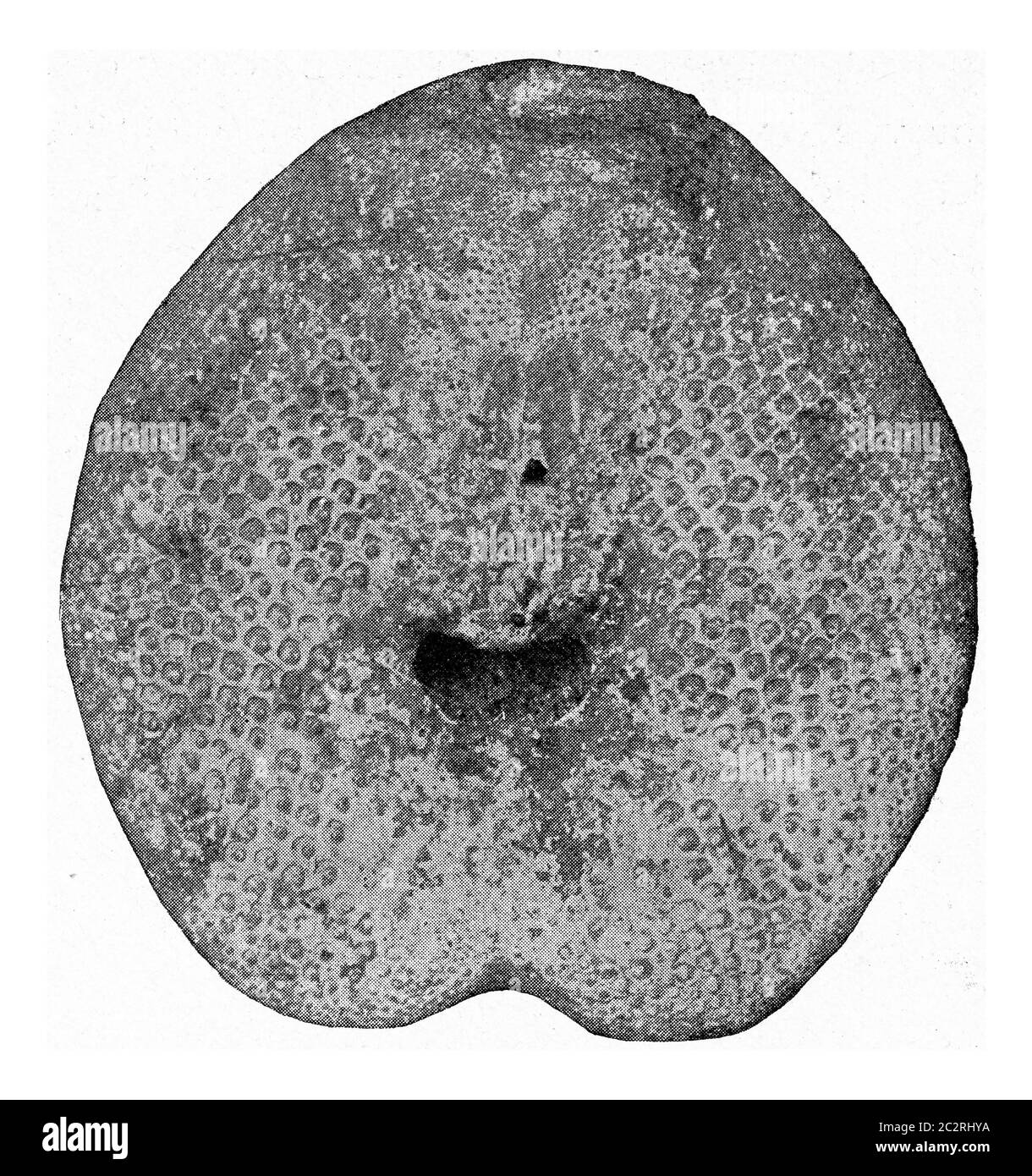 Spatangus, fossiler Seeigel aus dem Tertiär Nordwestdeutschlands, vintage gravierte Illustration. Aus dem Universum und der Menschheit, 1910. Stockfoto