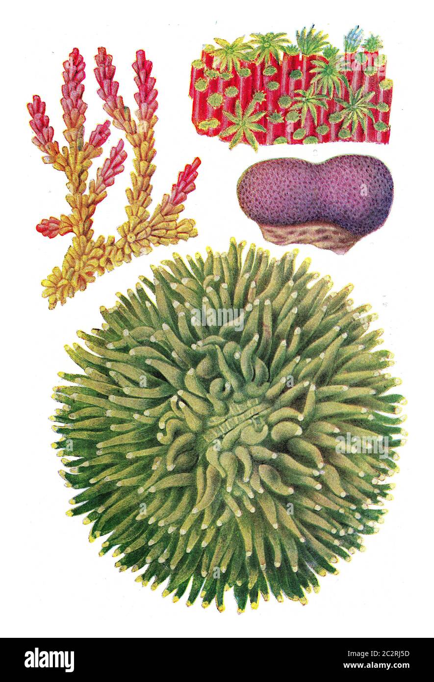 Aktuelle Arten von australischen Korallen, Vintage graviert Illustration. Aus dem Universum und der Menschheit, 1910. Stockfoto