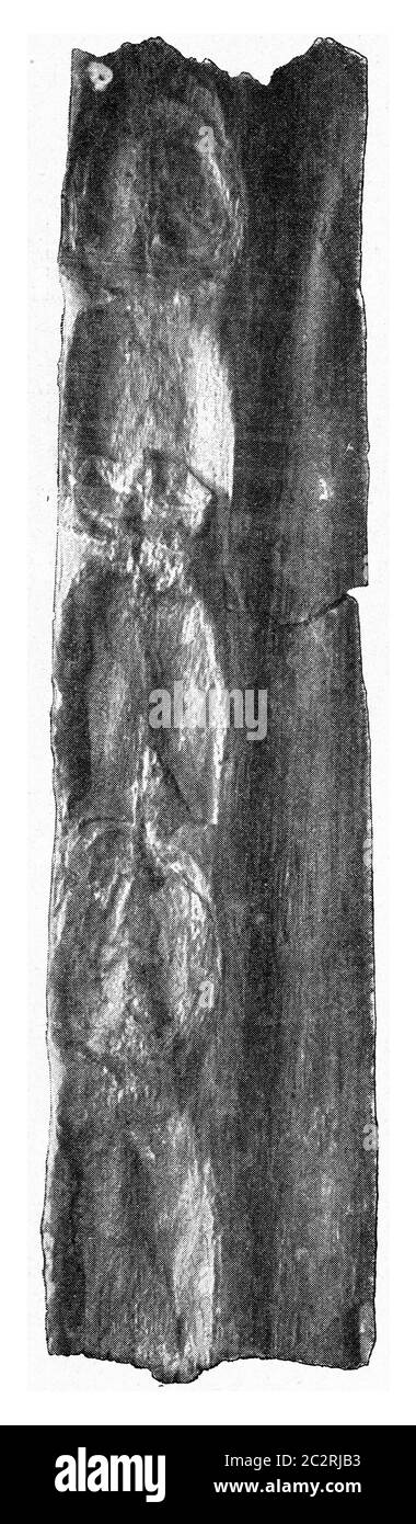 Steiniger Kern eines Farnstammes mit 2 Reihen von Blattnarben, Vintage gravierte Abbildung. Aus dem Universum und der Menschheit, 1910. Stockfoto