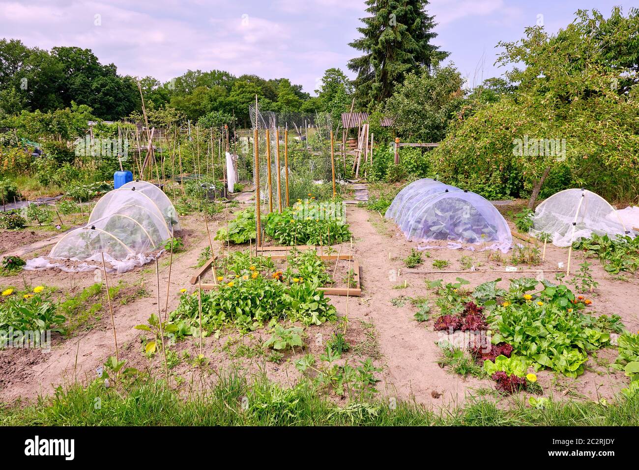 Küchengarten mit Gemüse, Kräutern und Blumen. Mit Netzen und Hühnerdraht zum Schutz vor Tieren Stockfoto