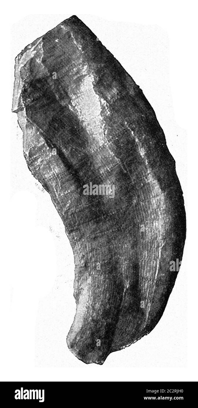 Steiniger Kern einer Katastrophe der Karboniferen Formation, Vintage gravierte Illustration. Aus dem Universum und der Menschheit, 1910. Stockfoto