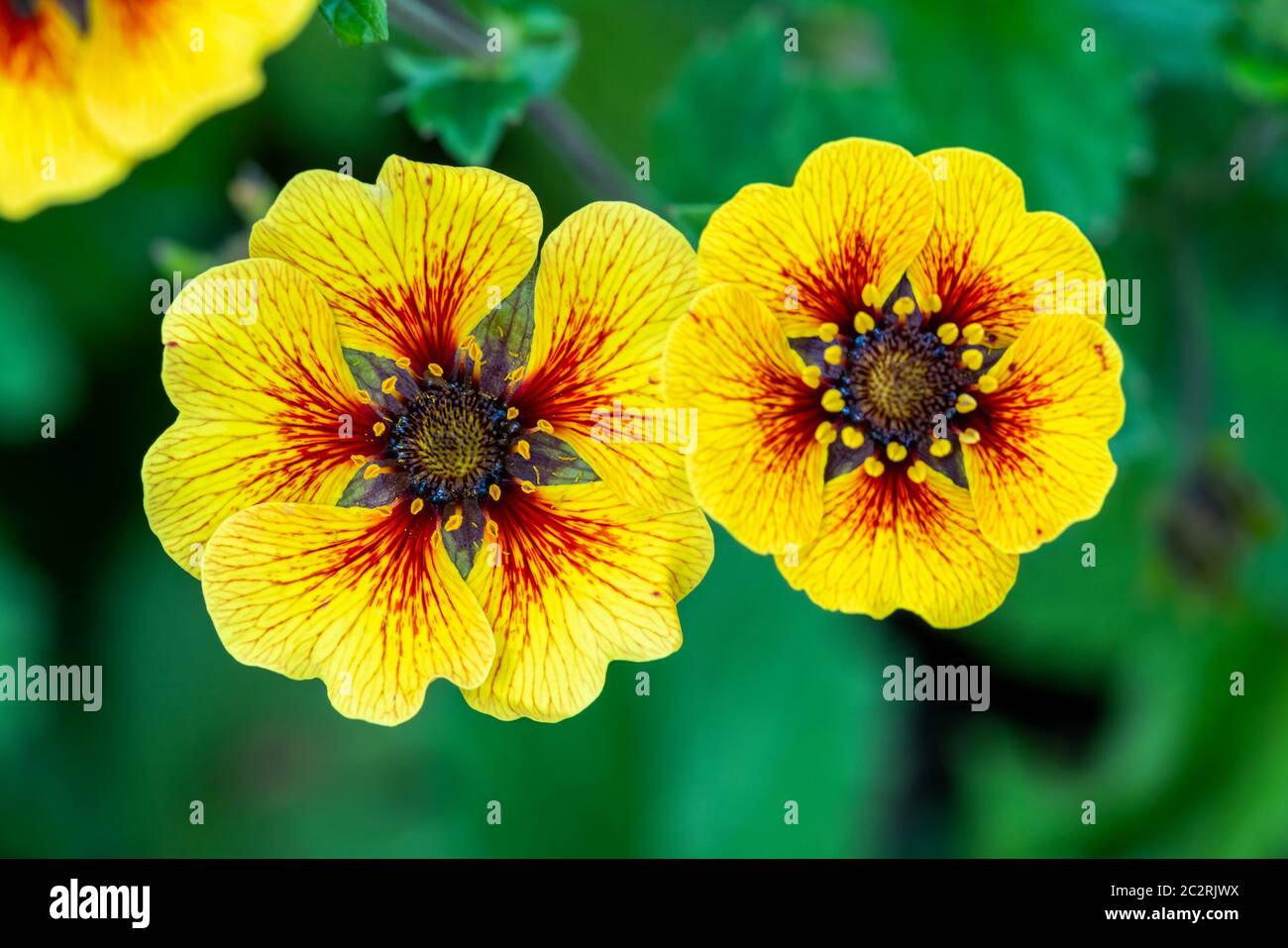 Potentilla 'Esta Ann' eine gelb-rot blühende Pflanze, die allgemein als Zimtfoil bekannt ist Stockfoto