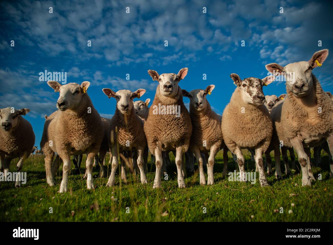 Prime Texel hat Lämmer in der Sommersonne geschiebt. Stockfoto