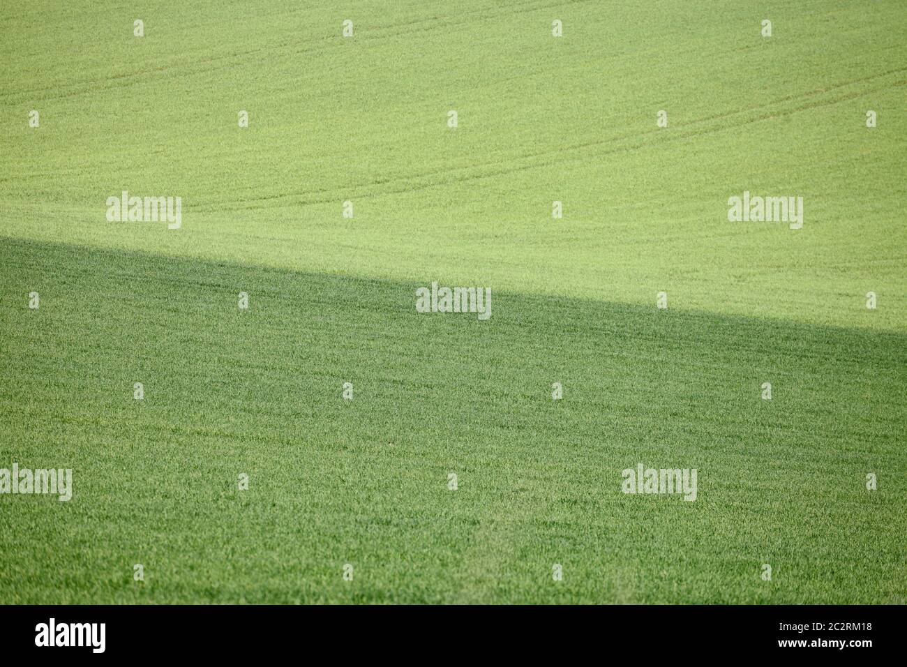 Ackerland im Frühjahr mit jungen grünen Getreidepflanzen wachsen. Stockfoto