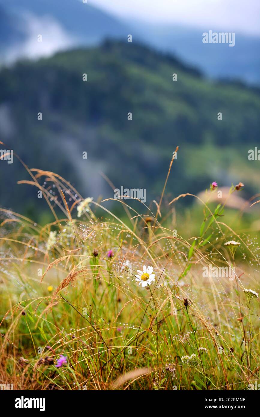 Berggras und Blumen mit Tau Tropfen als Hintergrund Stockfoto