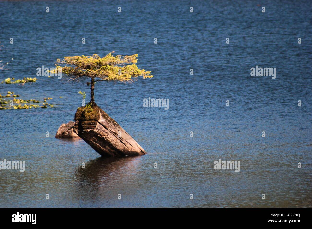 Ein natürlicher Bonsai, der auf einem Stamm außerhalb einer Seewasseroberfläche in Vancouver Island, British Columbia, Kanada wächst Stockfoto