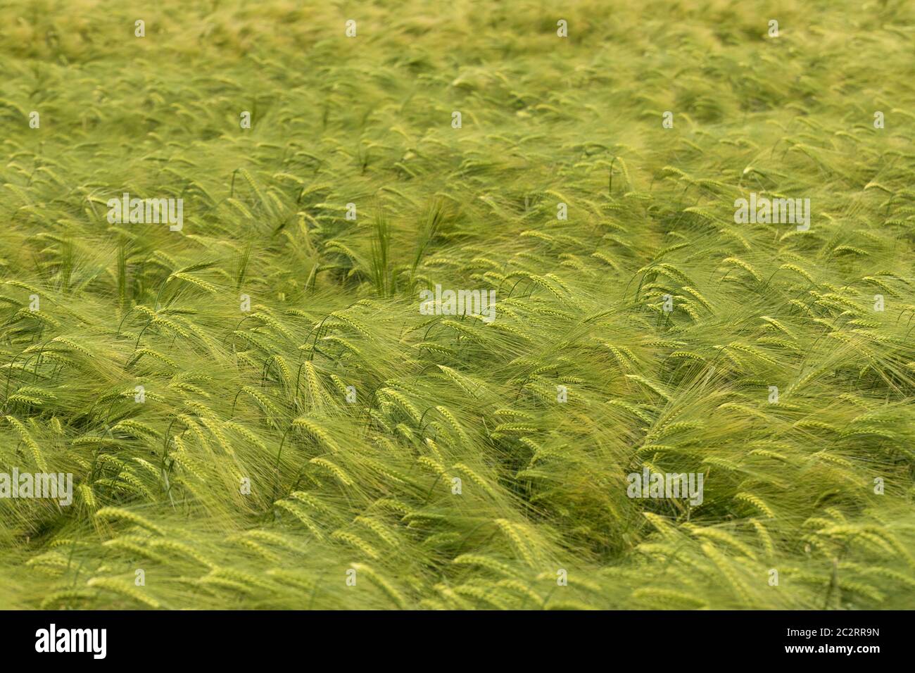 Ein Feld von unreifen Gerstenohren, die im Wind schwanken, Wiltshire, England, Großbritannien Stockfoto
