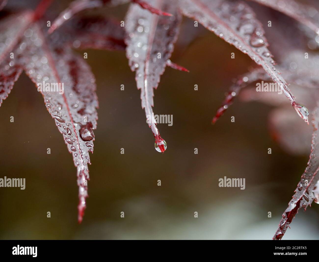 Essen, Deutschland. Juni 2020. Nach dem Regen in NRW hingen Wassertropfen an den Spitzen eines Ahornblattes. In einigen Regionen des Niederrheins regnete es bis zu 30 Liter pro Quadratmeter. Quelle: Roland Weihrauch/dpa/Alamy Live News Stockfoto