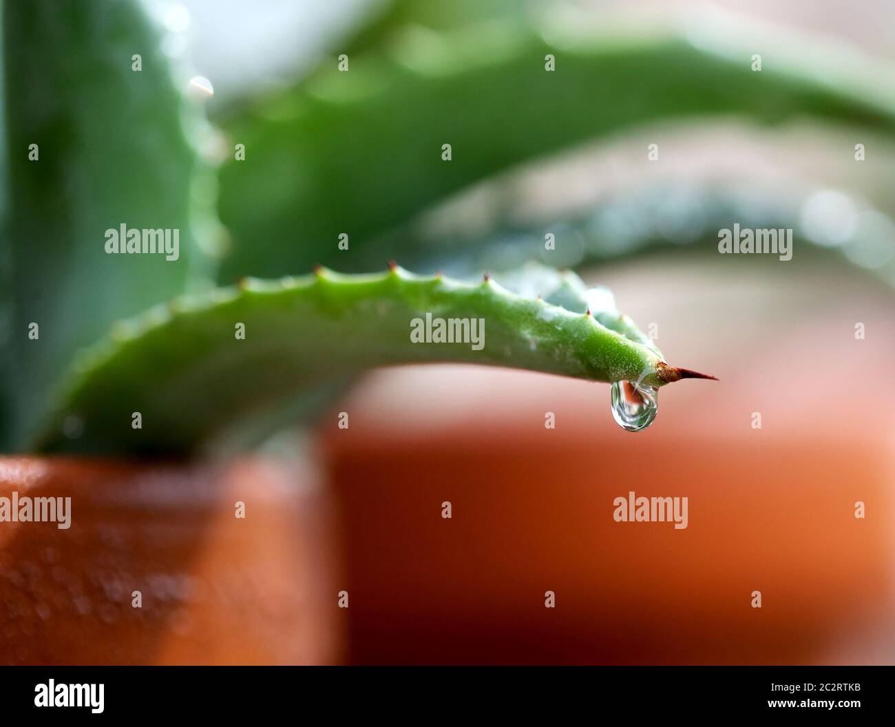 Essen, Deutschland. Juni 2020. Nach Regen in NRW hängt ein Tropfen Wasser an der Blattspitze einer Agave. In einigen Regionen des Niederrheins hat es bis zu 30 Liter pro Quadratmeter geregnet. Quelle: Roland Weihrauch/dpa/Alamy Live News Stockfoto