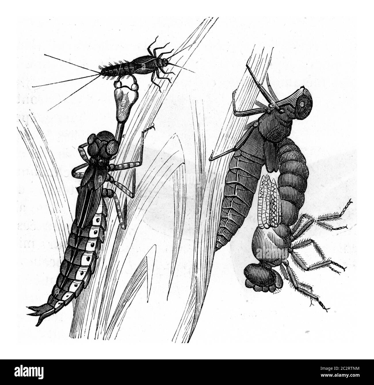 Metamorphose der Libellen, Vintage gravierte Illustration. Aus Zoologie Elemente von Paul Gervais. Stockfoto