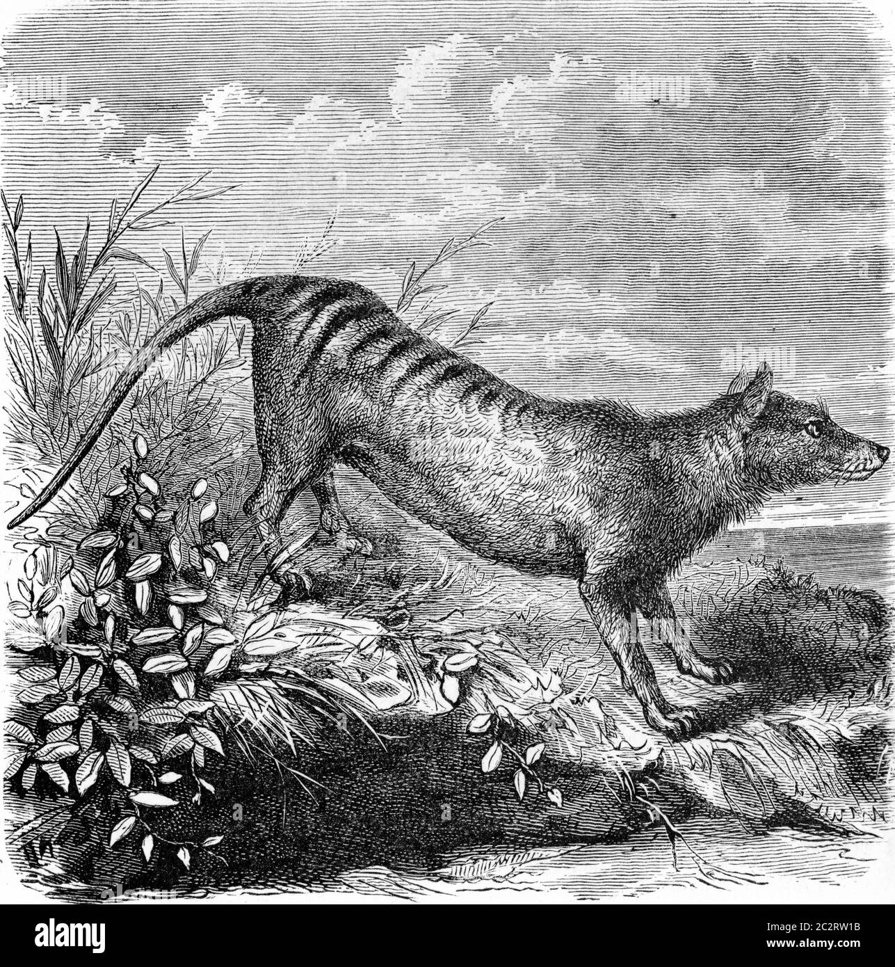 Thylacine thylacinus cynocephalus Fotos und Bildmaterial in hoher