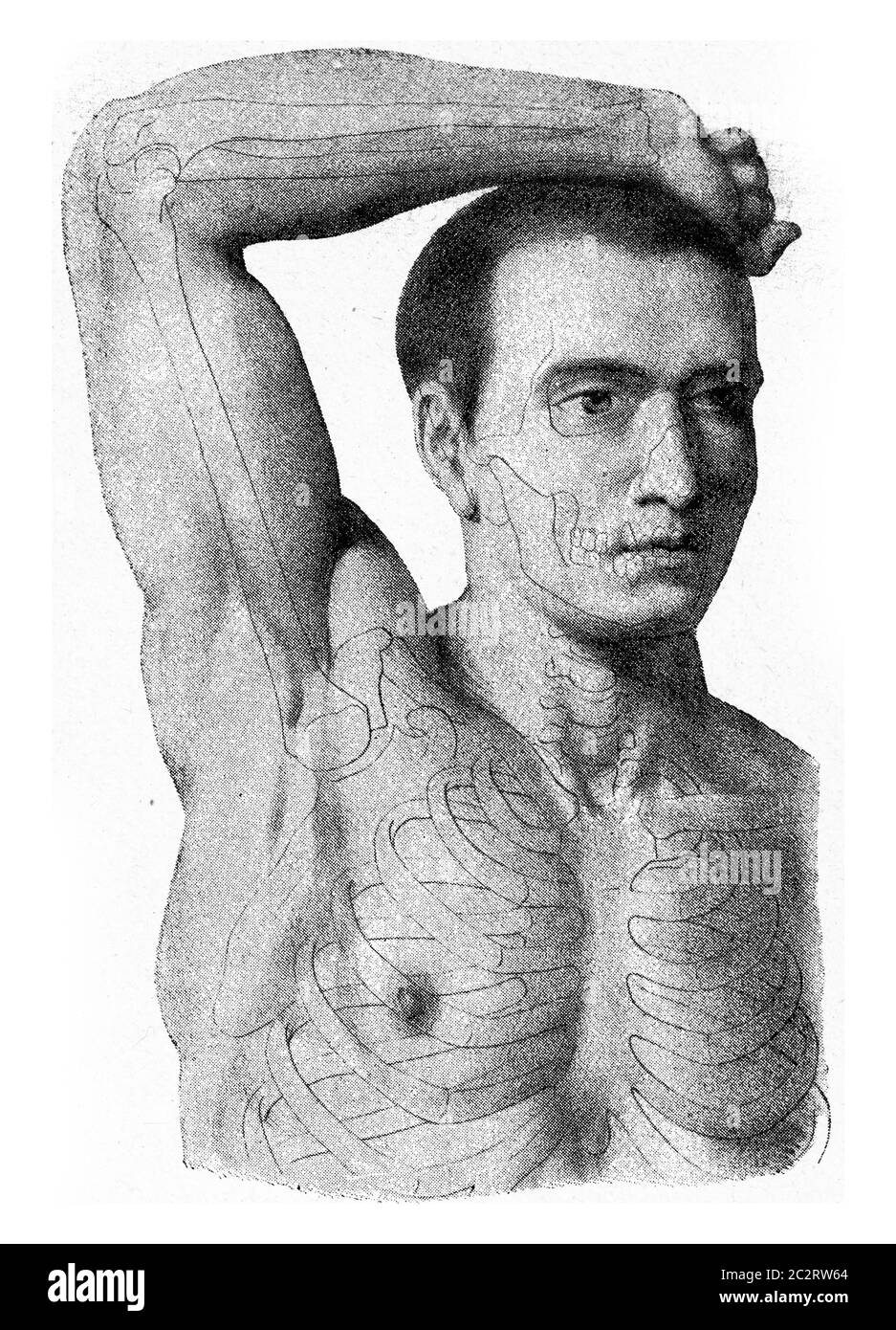 Die Muskeln des Armes der Hand des Mannes angehoben, vintage graviert Illustration. Aus dem Universum und der Menschheit, 1910. Stockfoto