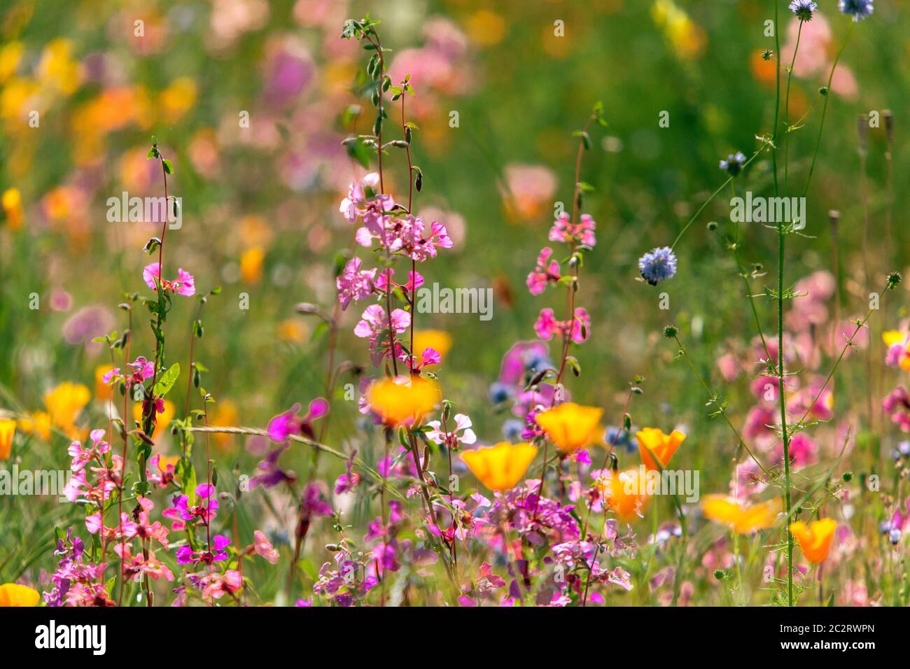Bunte Wildblumen Gartenwiese gemischte Blumen, lila clarkia Stockfoto