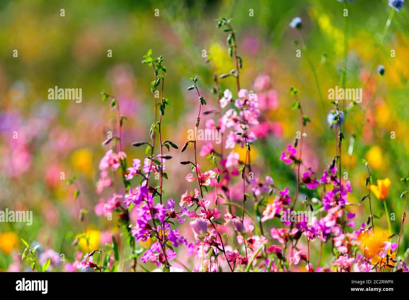Bunte Wildblumen Gartenwiese in voller Blüte auf Sommerwiese Blumen in Pastellfarben, Clarkia Stockfoto