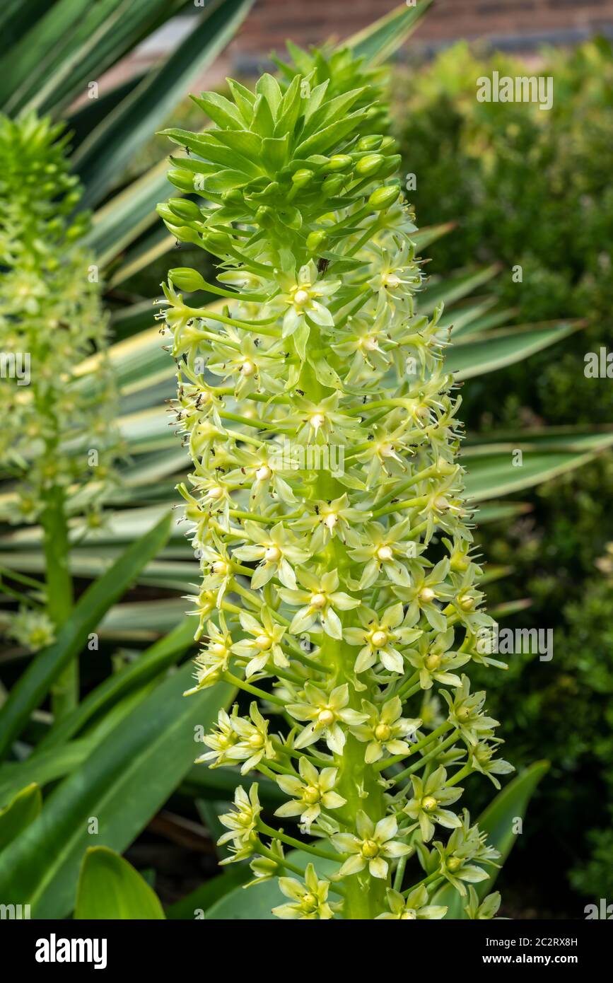 Eucomis montana eine grüne Pflanze im Spätsommer, die allgemein als Bergananaslilie bekannt ist Stockfoto