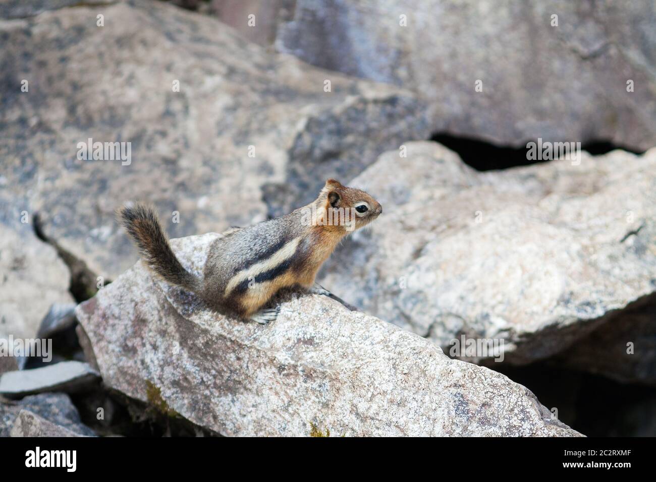 Ein kleines süßes Eichhörnchen auf Felsen im Banff National Park, Alberta, Kanada Stockfoto