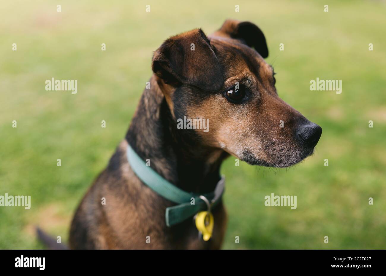 Emotionaler Hund, der in die Ferne schaut und auf den Besitzer wartet Stockfoto