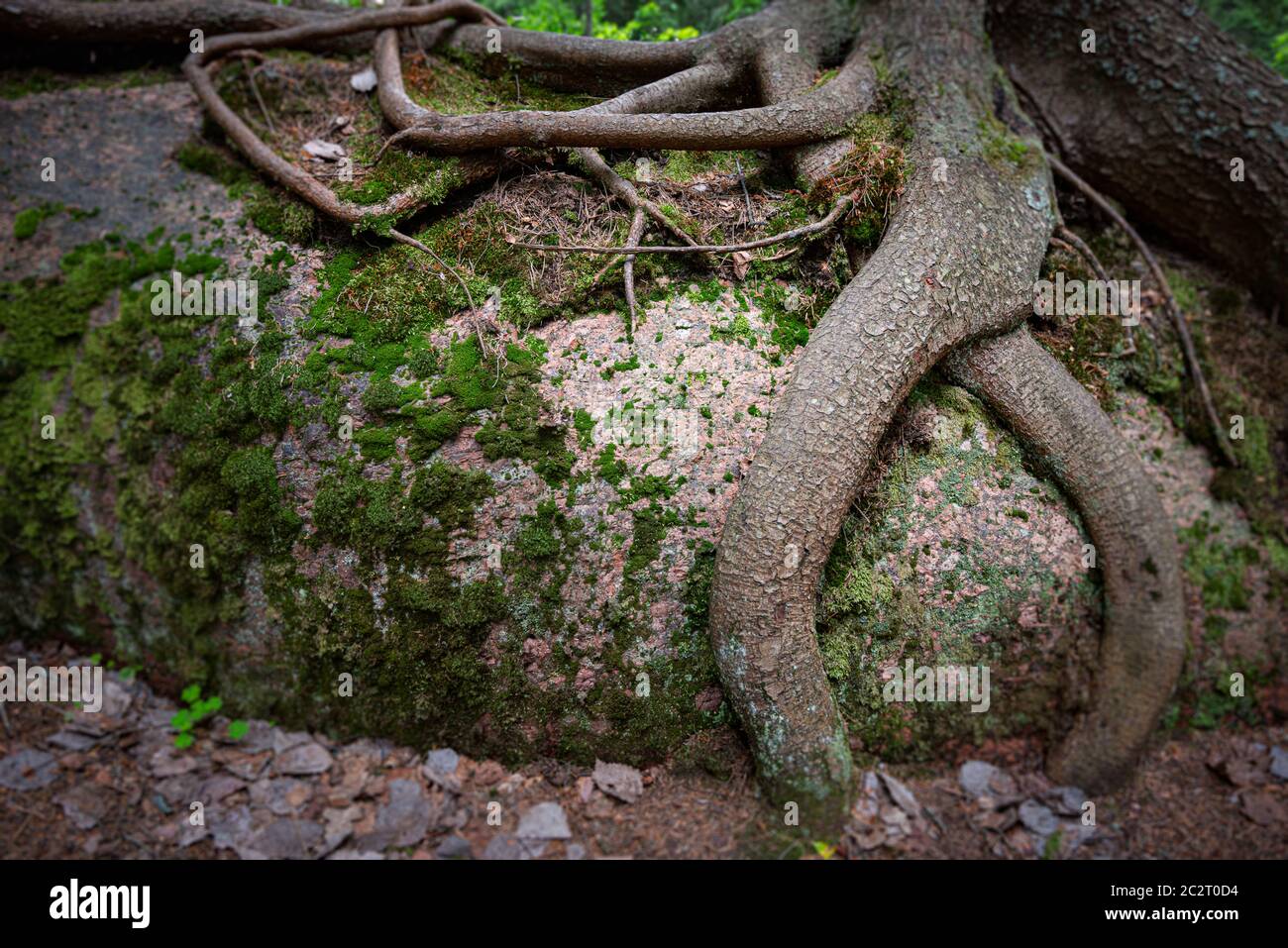 Detailansicht der Baumwurzeln im Wald mit grünen Rasen rund um Stockfoto