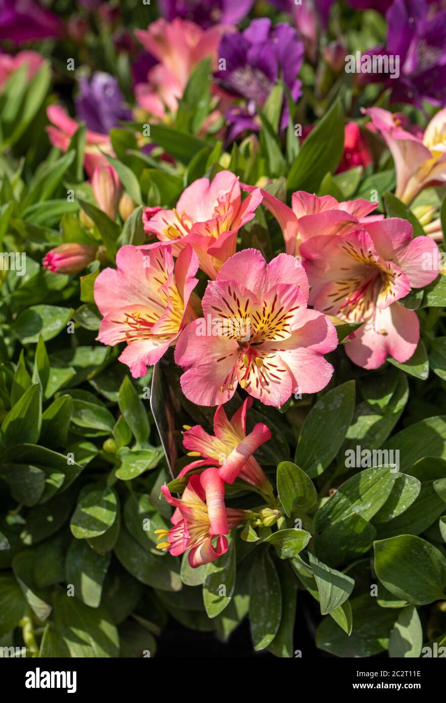 Nahaufnahme von Alstroemeria Inticancha Sonnenblumen Stockfoto