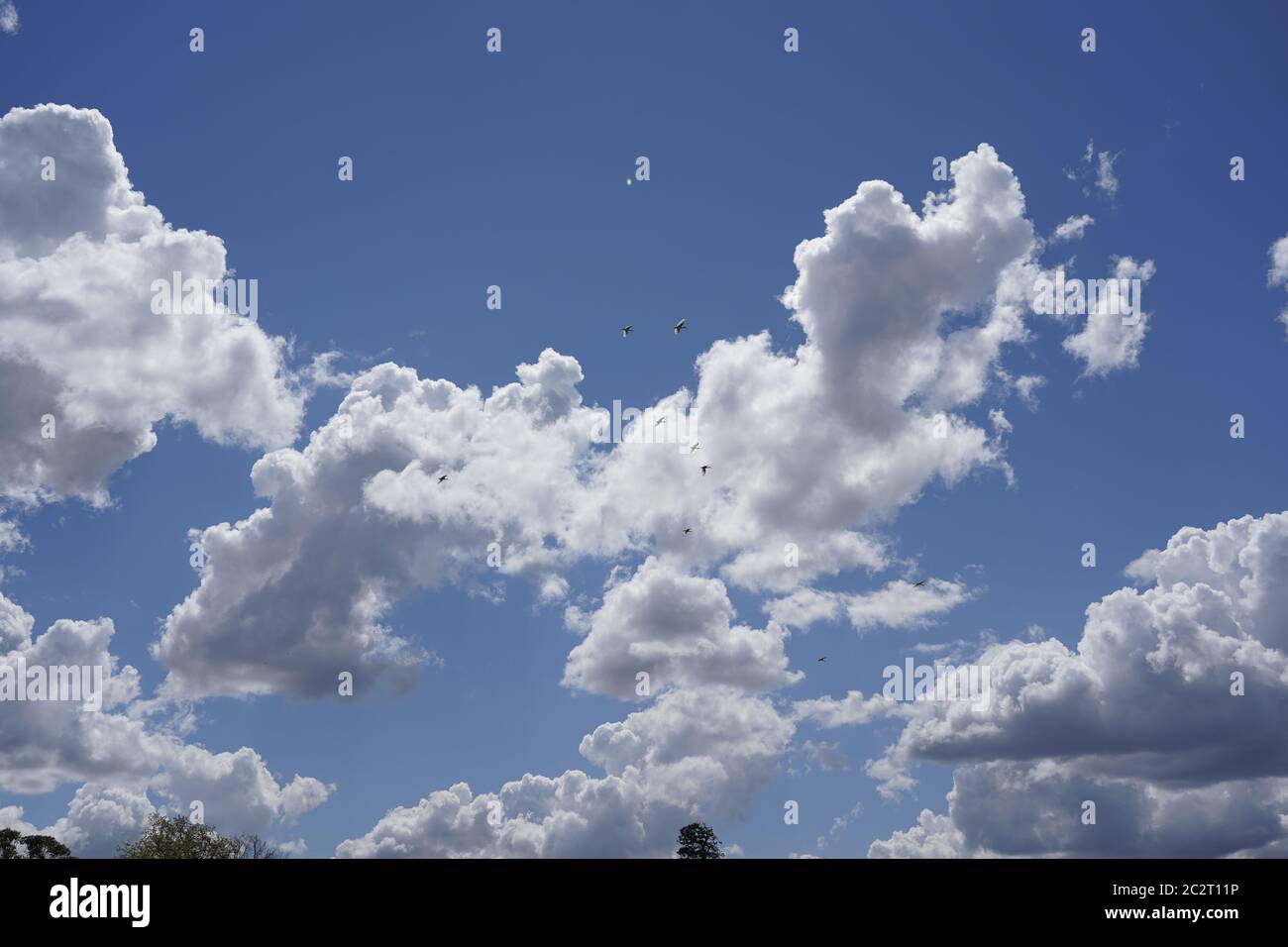 Schar von Ibis, die in einem tiefblauen Himmel mit Cumulus-Wolken fliegen Stockfoto