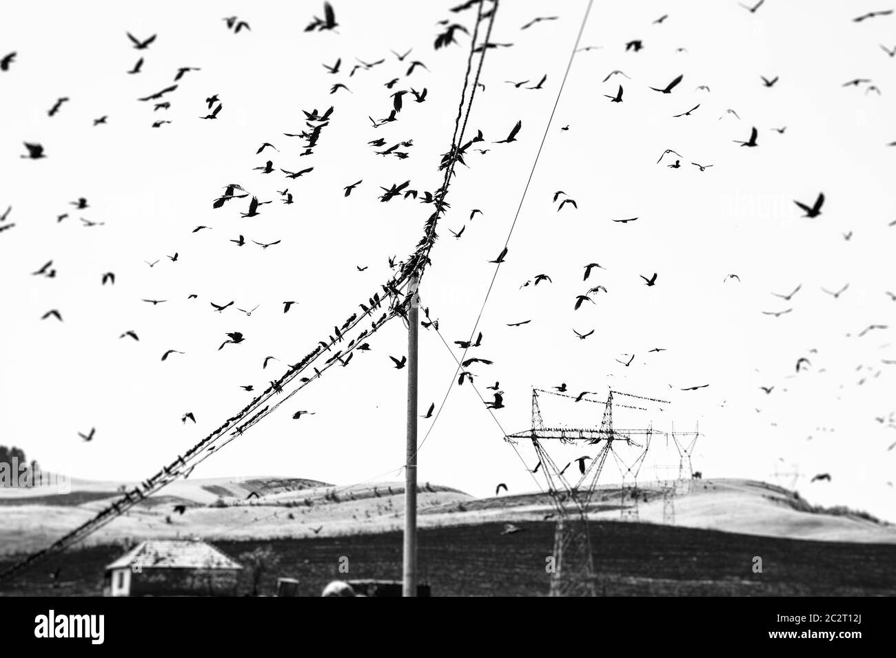 Vögel auf einem Draht. Mehrere Saatkrähen, Corvus frugilegus, sitzen auf Drahtseilen und fliegen herum. Unscharfes Schwarzweißbild. Stockfoto