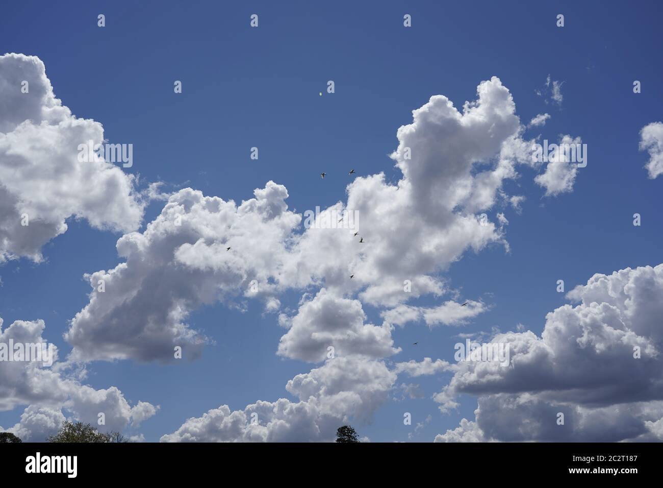 Schar von Ibis, die in einem tiefblauen Himmel mit Cumulus-Wolken fliegen Stockfoto