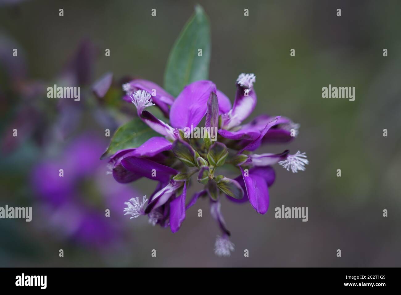 Polygala grandiflora Fotos und Bildmaterial in hoher Auflösung Alamy