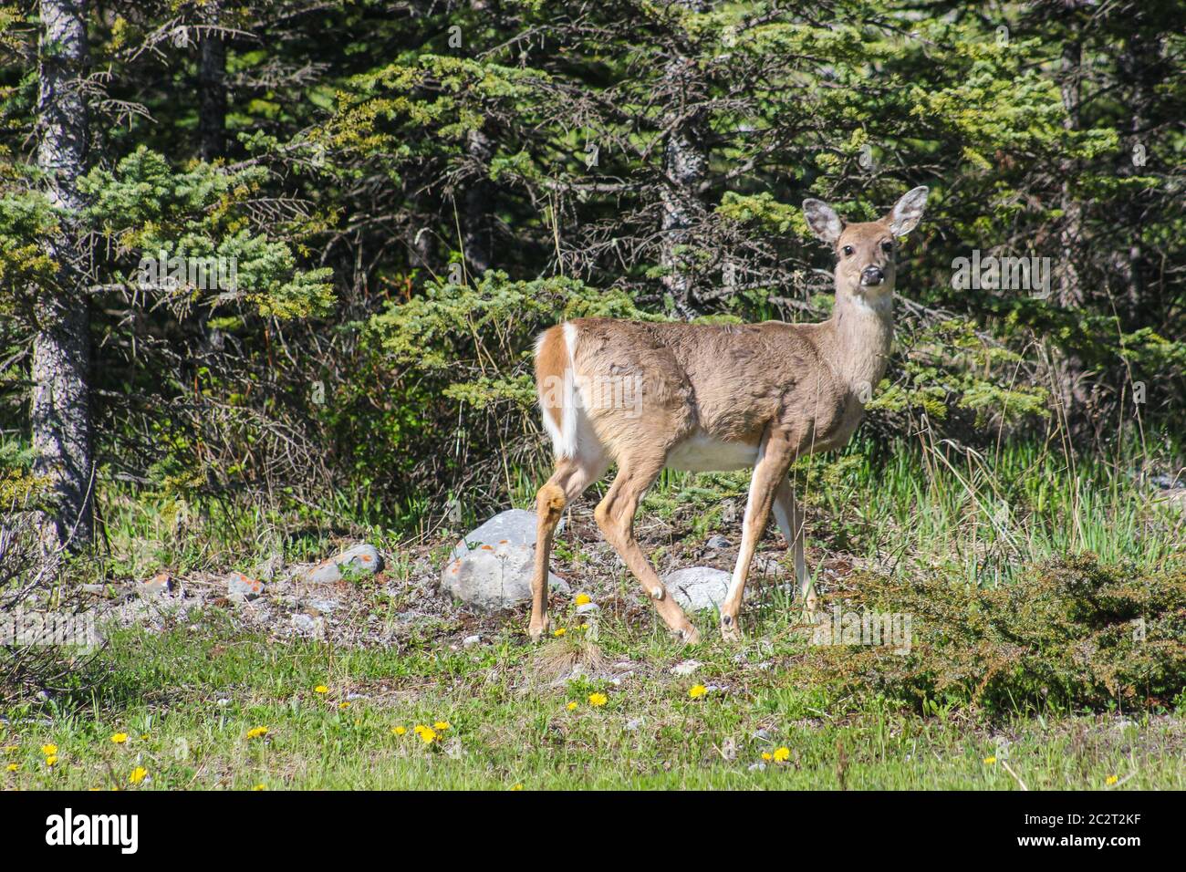 Ein Hirsch in der Nähe eines Pinienwaldes im Jasper National Park, Alberta, Kanada Stockfoto