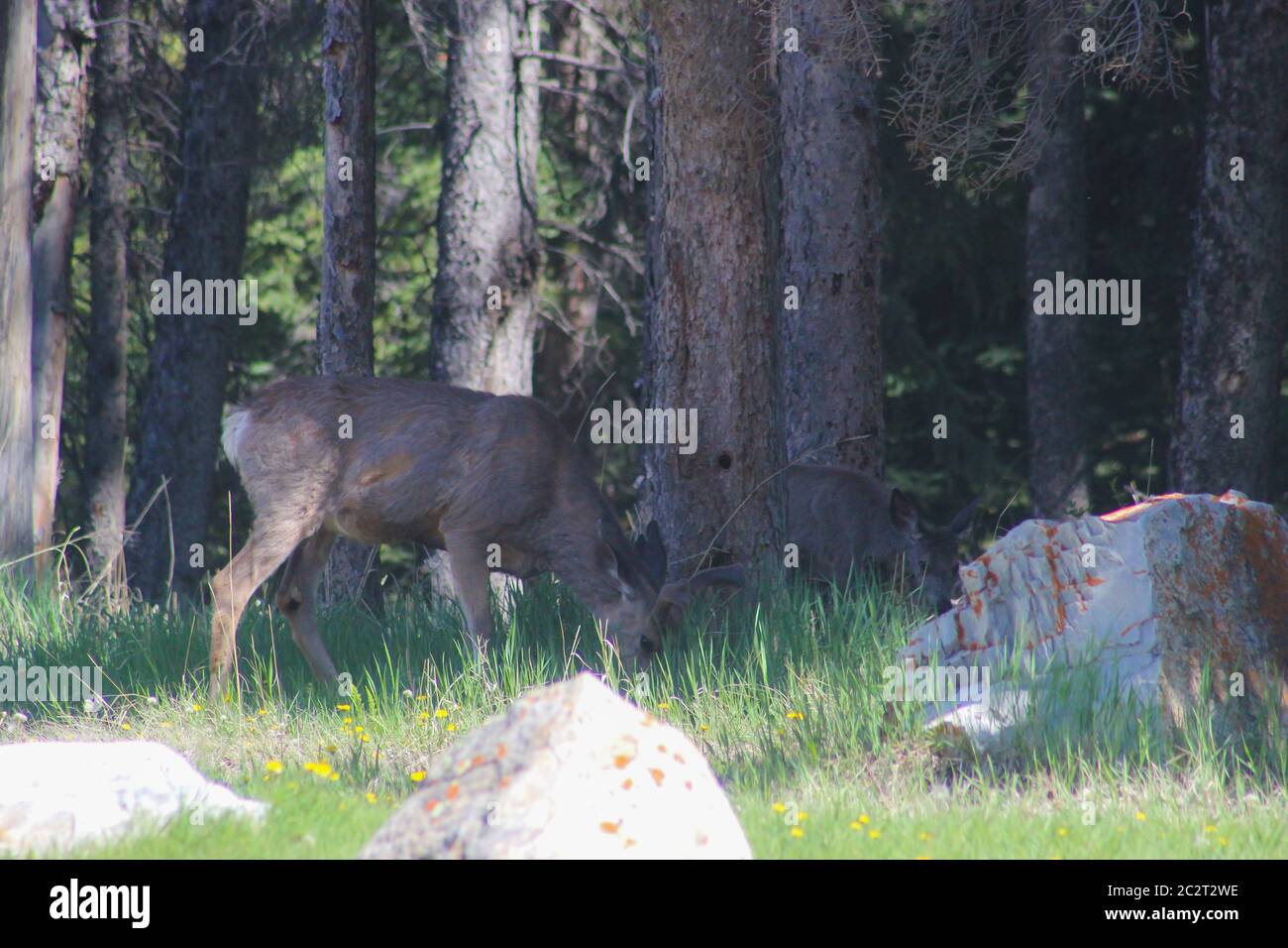 Ein Hirsch in der Nähe eines Pinienwaldes im Jasper National Park, Alberta, Kanada Stockfoto