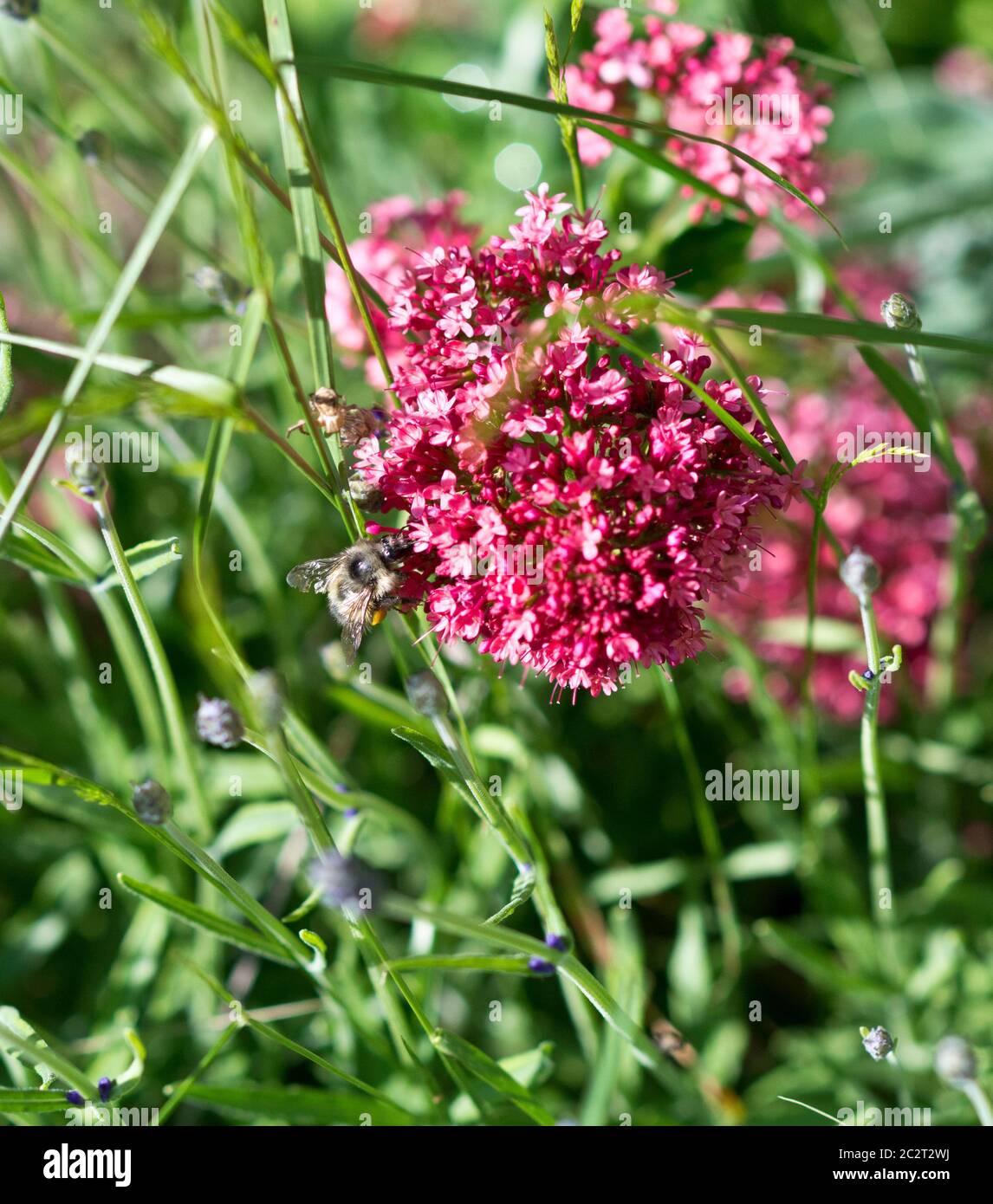 Honigbiene, apis mellifera, Besuch einer blühenden roten Baldrian (Centranthus ruber) Blume im Garten. Stockfoto
