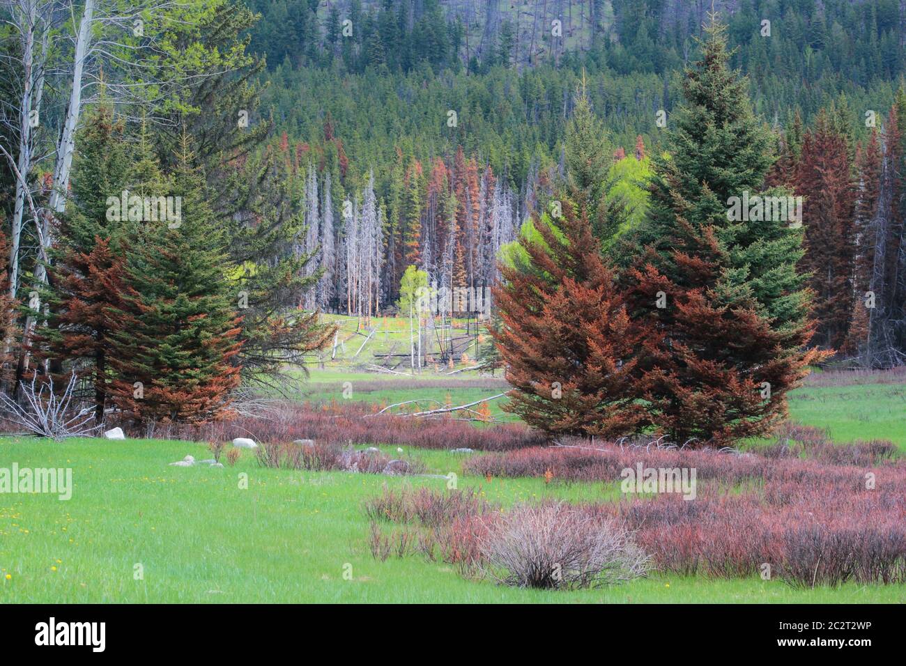 Farbenprächtiger Pinienwald in der Rocky Mountains Region im Jasper National Park, Alberta, Kanada Stockfoto