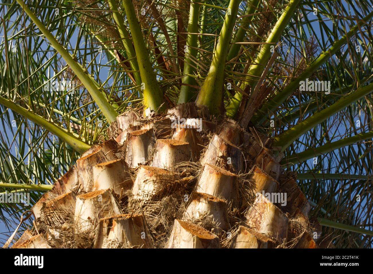 Canary island date palm phoenix canariensis Fotos und Bildmaterial in