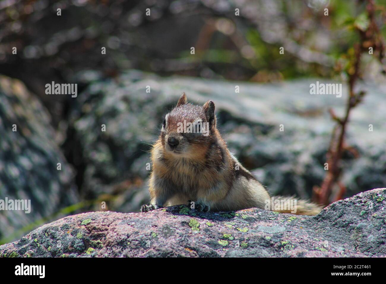 Ein kleines süßes Eichhörnchen auf Felsen in Alberta, Kanada Stockfoto