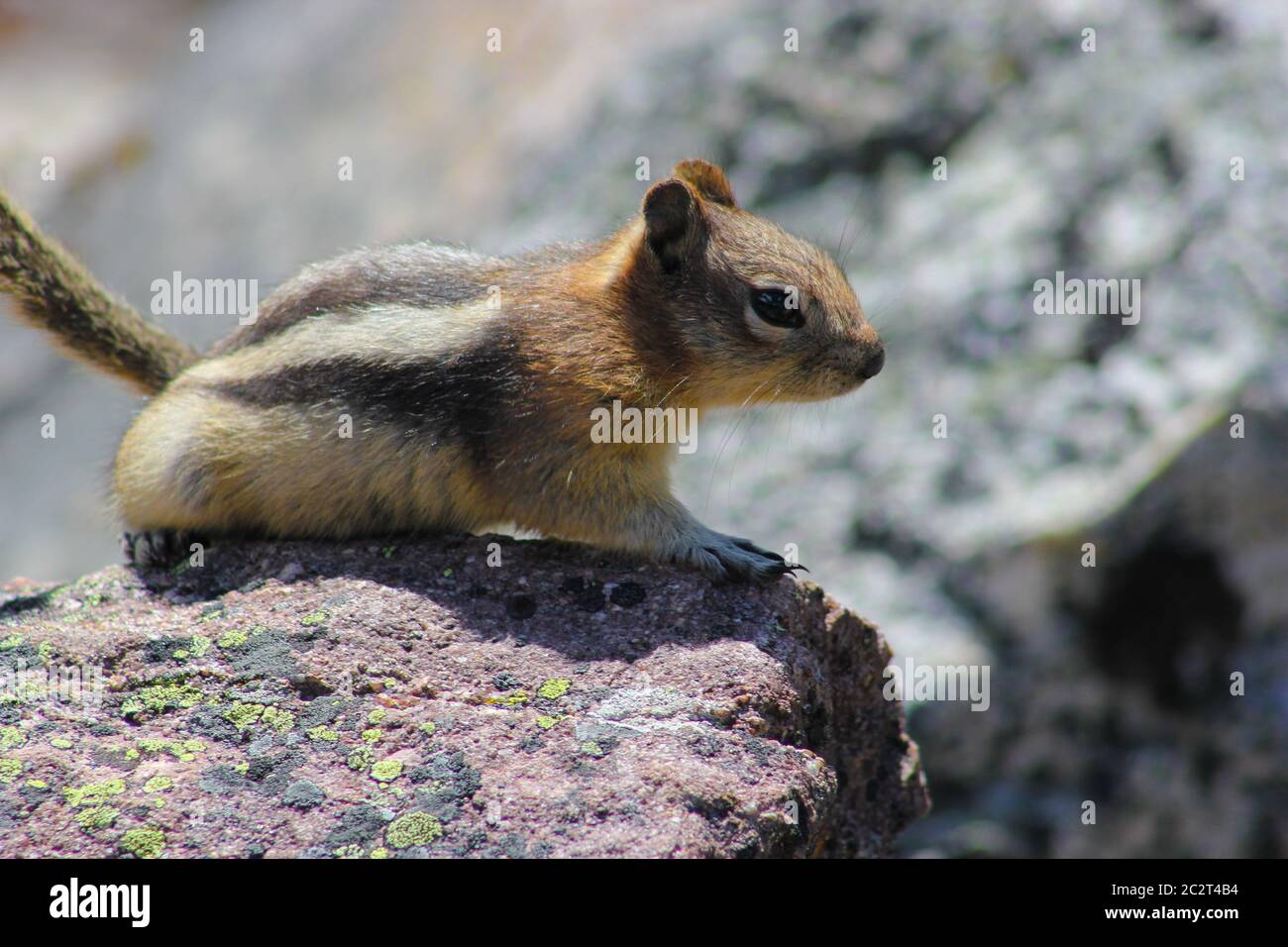 Ein kleines süßes Eichhörnchen auf Felsen in Alberta, Kanada Stockfoto