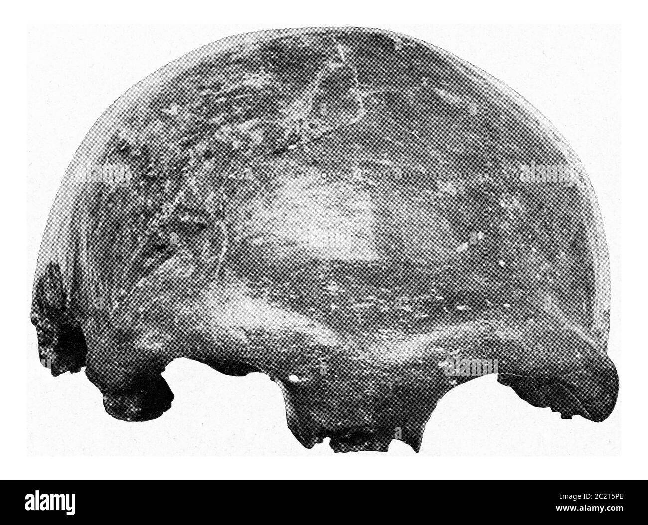 Neandertal neanderthal homo neanderthalensis Ausgeschnittene Stockfotos ...
