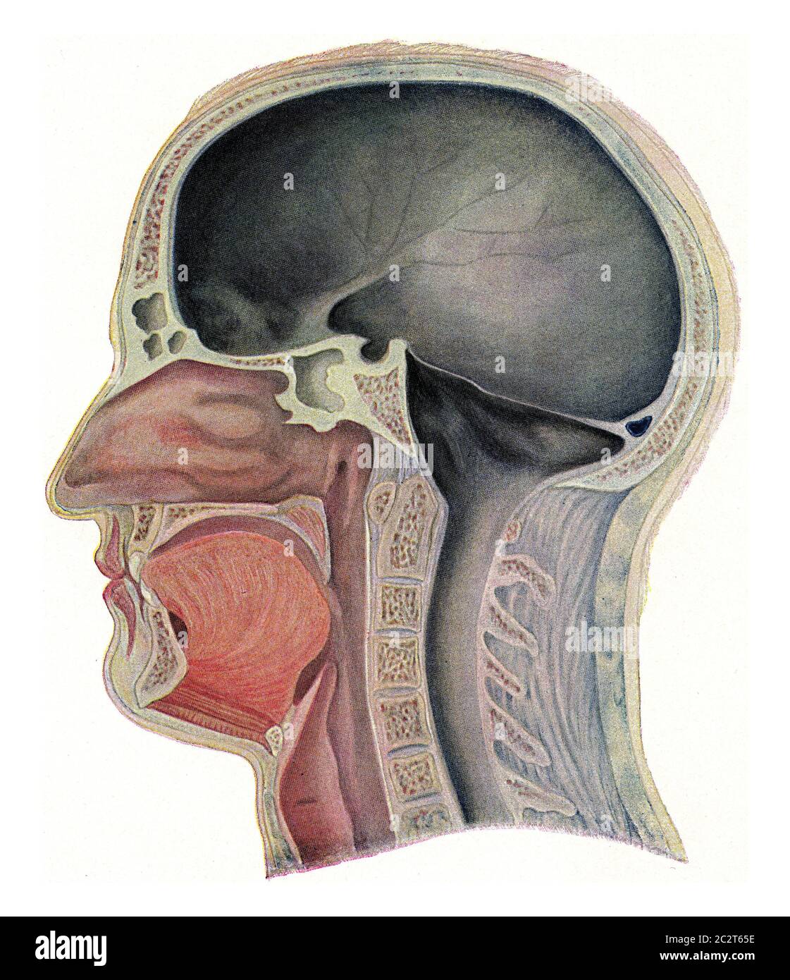 Mittelteil durch den Kopf einer europäischen, vintage gravierten Illustration. Aus dem Universum und der Menschheit, 1910. Stockfoto