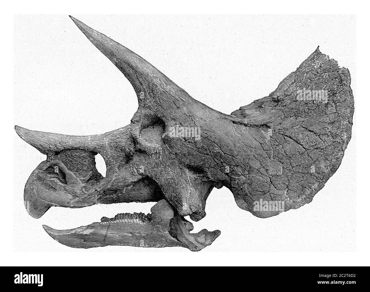 Skelett des Kopfes von Triceratops, Vintage gravierte Illustration. Aus dem Universum und der Menschheit, 1910. Stockfoto