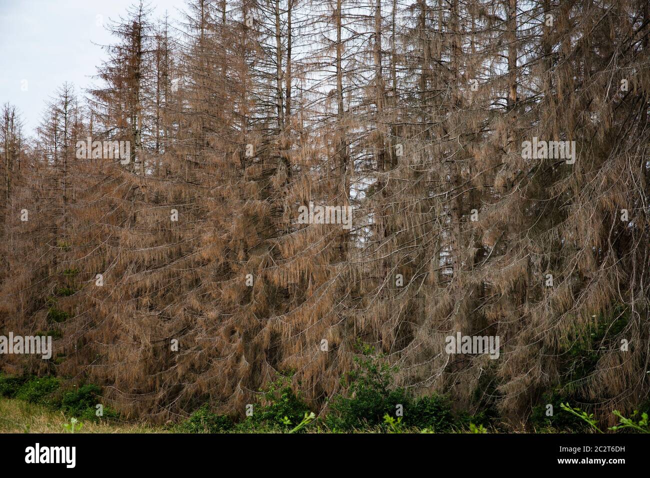 Fichten, durch Dürre tot und Rindenkäfer bei Altenberg im Bergischen Land, Nordrhein-Westfalen, Deutschland. Wegen Wassermangel un Stockfoto