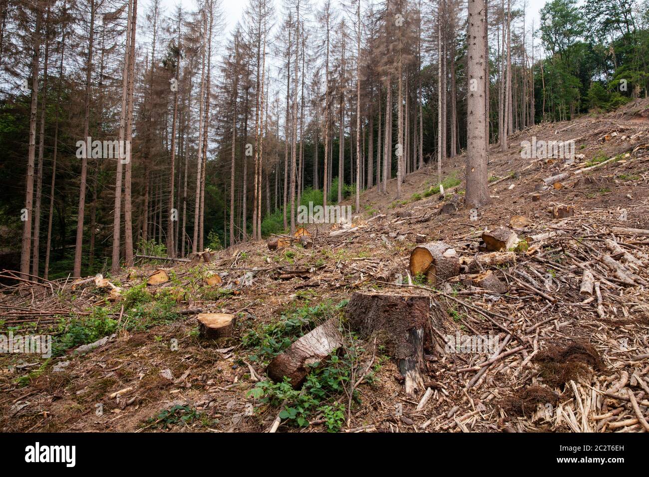 Ein Fichtenwald bei Altenberg im Bergischen Land, der an Dürre und Rindenkäfer gestorben ist, wurde gerodet, Nordrhein-Westfalen, Ge Stockfoto