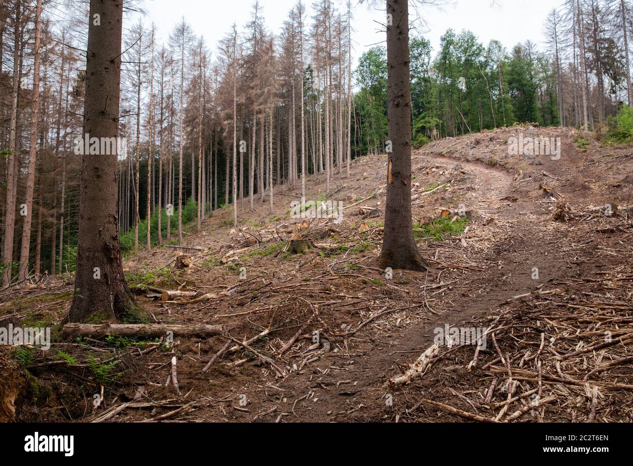 Ein Fichtenwald bei Altenberg im Bergischen Land, der an Dürre und Rindenkäfer gestorben ist, wurde gerodet, Nordrhein-Westfalen, Ge Stockfoto