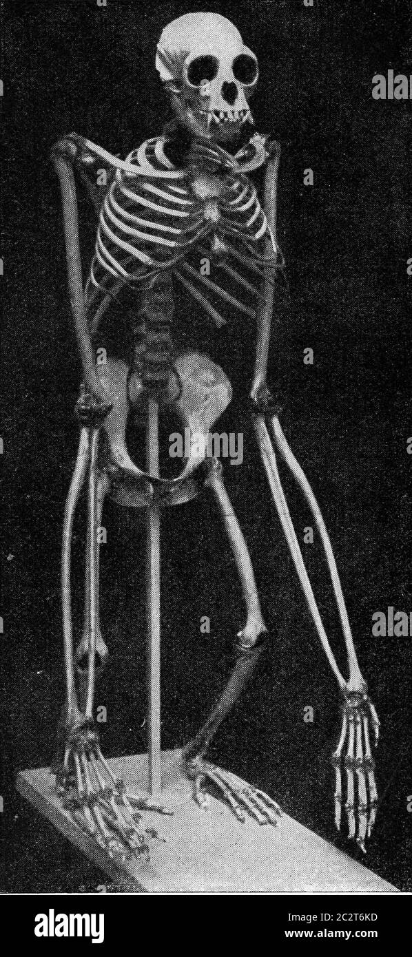 Skelett eines Gibbons, Vintage gravierte Illustration. Aus dem Universum und der Menschheit, 1910. Stockfoto