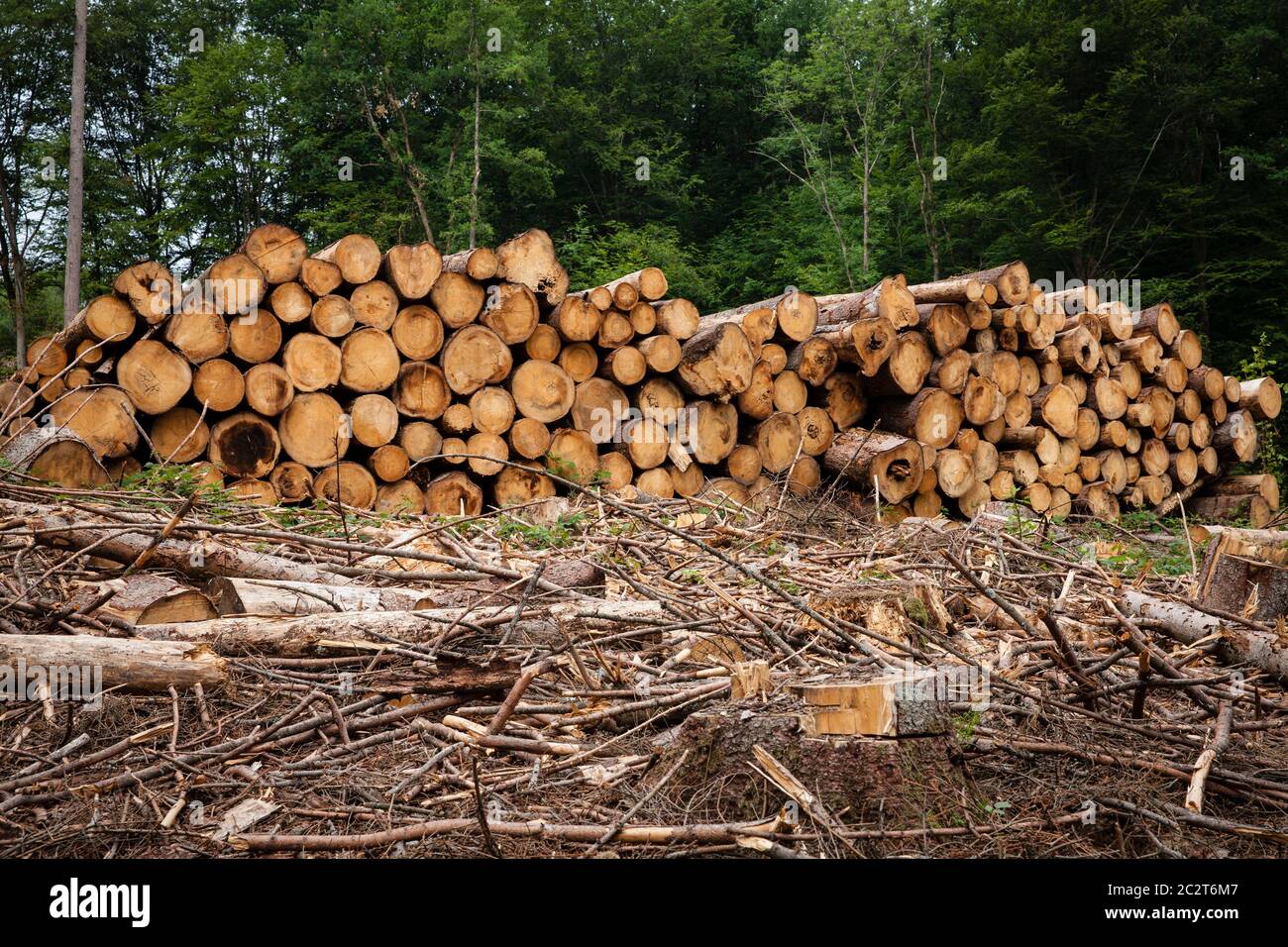 Waldkiese, gefällte Bäume, Baumstämme, in einem Wald bei Altenberg im Bergischen Land, Nordrhein-Westfalen, Deutschland. Waldsterben, ge Stockfoto