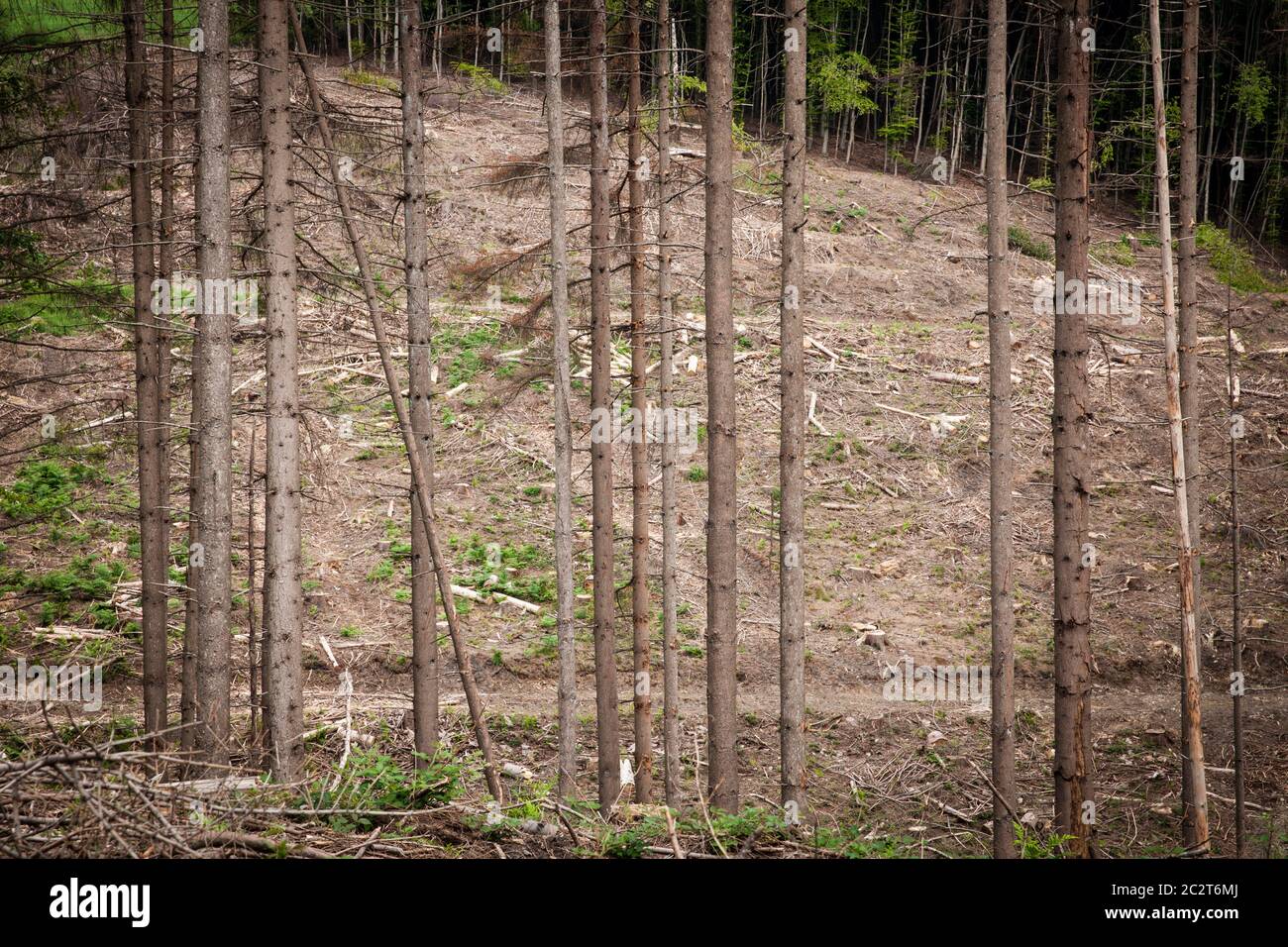 Ein Fichtenwald bei Altenberg im Bergischen Land, der an Dürre und Rindenkäfer gestorben ist, wurde gerodet, Nordrhein-Westfalen, Ge Stockfoto