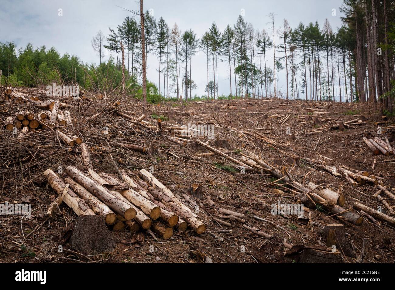 Ein Fichtenwald bei Odenthal im Bergischen Land, der an Dürre und Rindenkäfer gestorben ist, wurde gerodet, Nordrhein-Westfalen, Deutschland Stockfoto