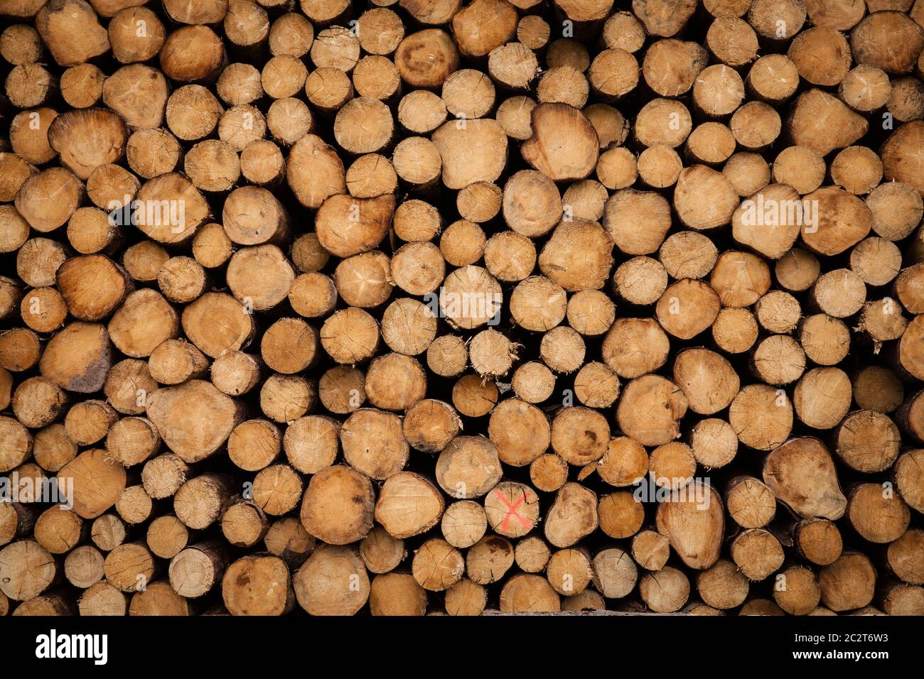 Walddieback, gefällte Bäume, Baumstämme, in einem Wald bei Odenthal im Bergischen Land, Nordrhein-Westfalen, Deutschland. Waldsterben, gef Stockfoto