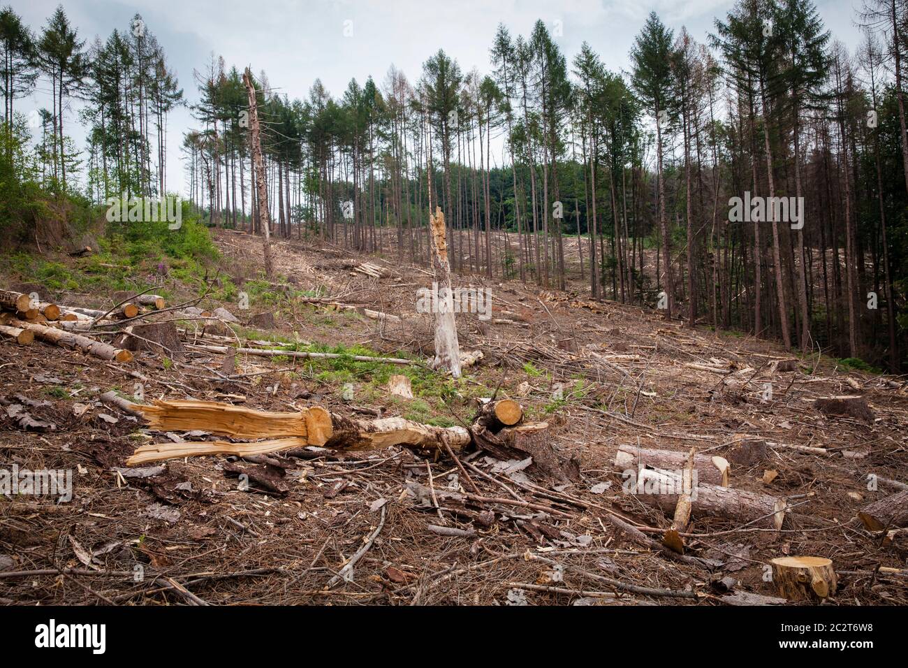 Ein Fichtenwald bei Odenthal im Bergischen Land, der an Dürre und Rindenkäfer gestorben ist, wurde gerodet, Nordrhein-Westfalen, Deutschland Stockfoto